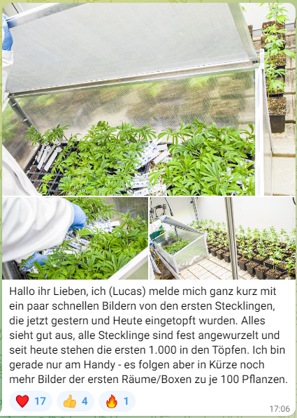 Stecklinge Plantagen plaentz.com